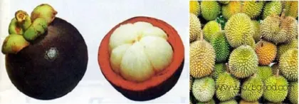 Горный бамбук (свежие фрукты).