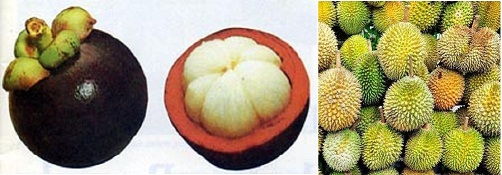 芒果(新鲜水果)。