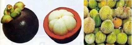 芒果(新鲜水果)。